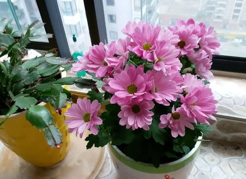 未來2個(gè)月新買的花要靜養(yǎng)，牢記3點(diǎn)，個(gè)個(gè)都能養(yǎng)成精品