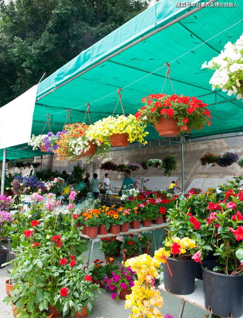 鮮花經(jīng)濟(jì)開出新花樣 機(jī)械設(shè)備賦能產(chǎn)業(yè)鏈升級